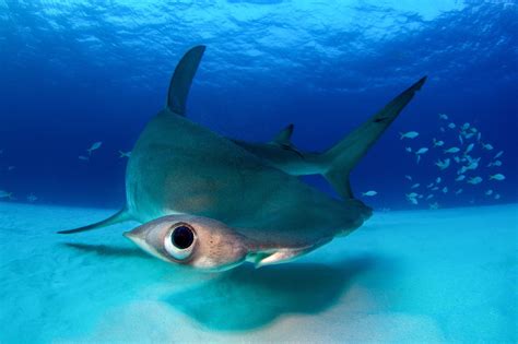 How Fast Can a Hammerhead Shark Swim: And Why Do They Love Racing Against Dolphins?