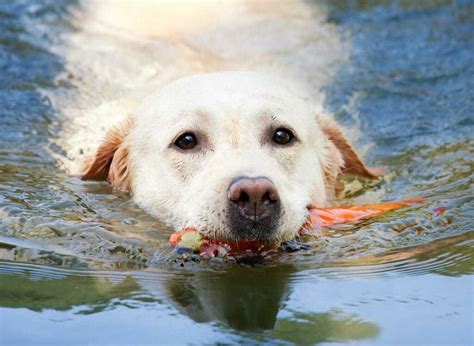 What Dog Breeds Like to Swim and Why Water Might Be Their Second Home