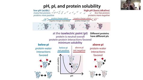 What is Isoelectric Point of Protein and How Does It Influence Protein Solubility?