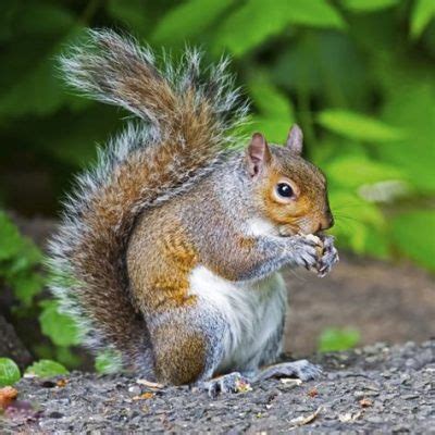 What is the Best Nut for Protein? And Why Do Squirrels Always Seem to Know the Answer?