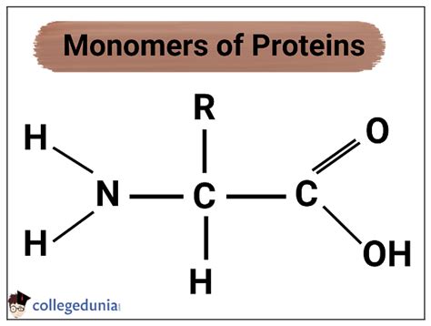 What is the monomer for a protein, and how does it dance with the rhythm of life?