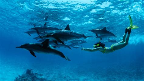 Where to Go to Swim with Dolphins: A Journey Through the Waves of Imagination and Reality